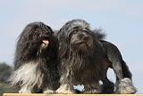 PETIT CHIEN LION 220